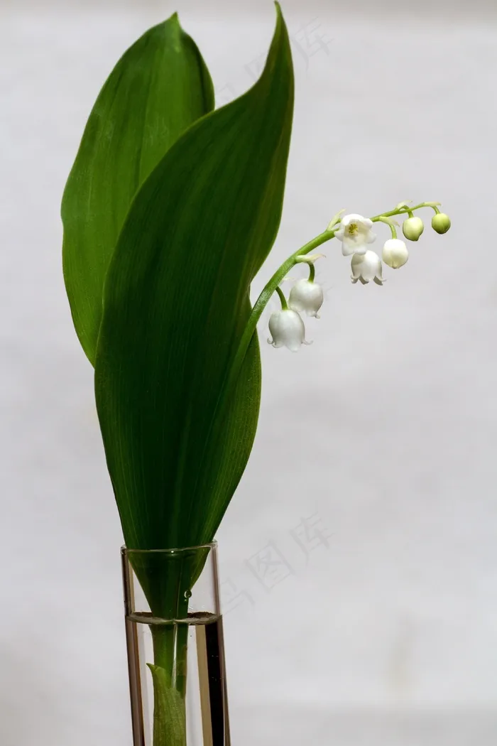 山谷的百合花，铃兰，春天，白色