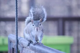 松鼠，啮齿动物，尾巴，动物，野生