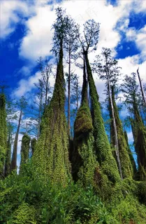 爬蕨，佛罗里达，树木，自然，外，天空