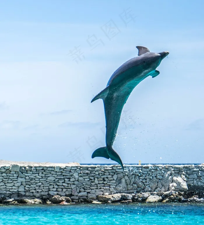 海豚，水族馆，跳跃，鱼，动物，海洋，水