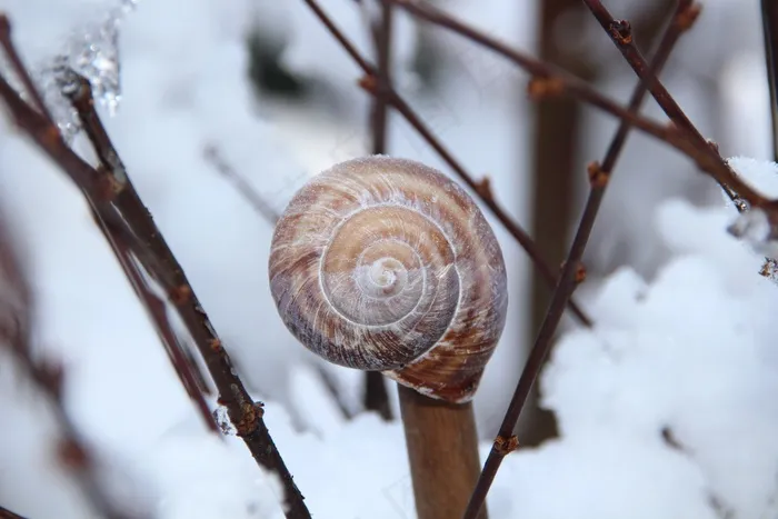 冬季，杆，雪，冰，蜗牛，薄壳，分支机构，关闭