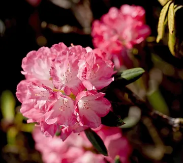鲜花,花园,花园,杜鹃,植物 鲜花,花园,花园,杜鹃,植物