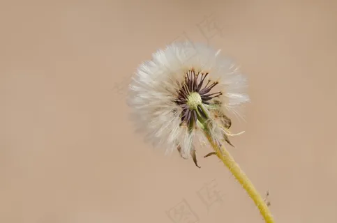 花,沙漠,干,干旱,自然 花,沙漠,干,干旱,自然