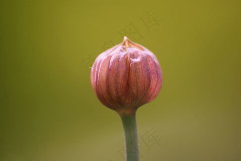 花蕾，春天，细香葱，草药，开花，性质