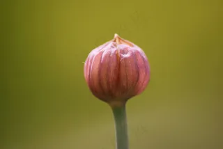 花蕾，春天，细香葱，草药，开花，性质