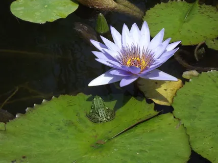 Nuphar Lutea,睡莲,青蛙,水,池塘,植物 Nuphar Lutea,睡莲,青蛙,水,池塘,植物