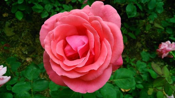 玫瑰，夏天，美丽