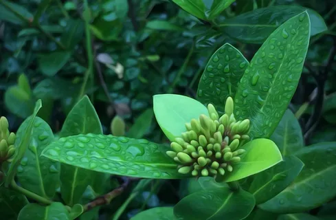植物，花，自然，绿色，花的，夏天，花瓣