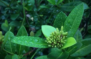 植物，花，自然，绿色，花的，夏天，花瓣