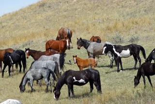 野马，野生，奔跑，全景，景观，范围