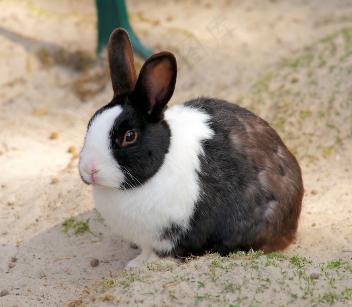 野兔，小野兔，动物，春天，宠物，可爱，长耳