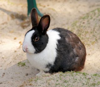 野兔，小野兔，动物，春天，宠物，可爱，长耳