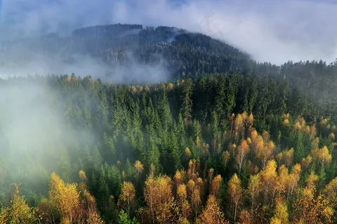秋,山,雾,森林,自然,景观 秋,山,雾,森林,自然,景观
