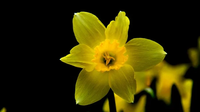 水仙花，花，黄色花