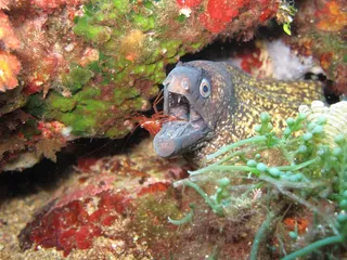 清洁站，清洁虾，虾，海鳗