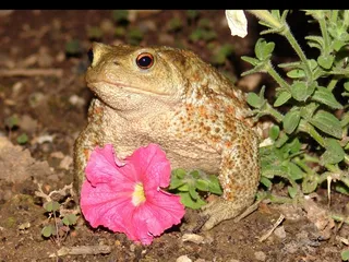 青蛙，蟾蜍，生物，两栖类，动物，青蛙池塘