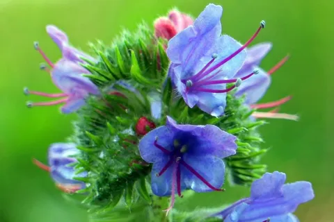 普通Natternkopf，花，蛇头，开花