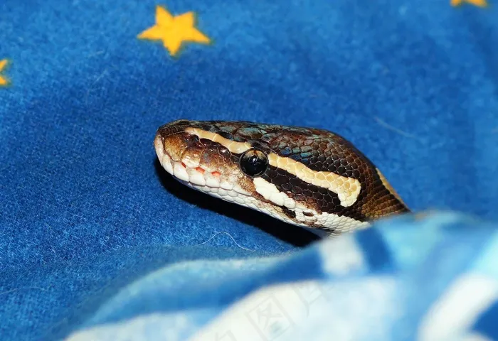 莫哈韦沙漠巨蟒，收缩器，Python，蛇，莫哈韦沙漠