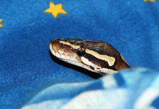 莫哈韦沙漠巨蟒，收缩器，Python，蛇，莫哈韦沙漠