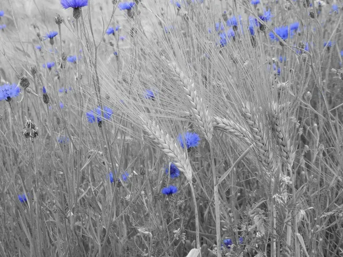 场，鲜花，植物，自然，蓝色，黑色和白色