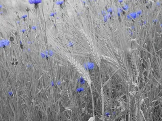场，鲜花，植物，自然，蓝色，黑色和白色