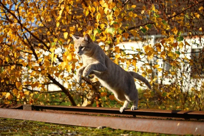 秋,猫,叶子,Mieze,秋叶,小猫 秋,猫,叶子,Mieze,秋叶,小猫