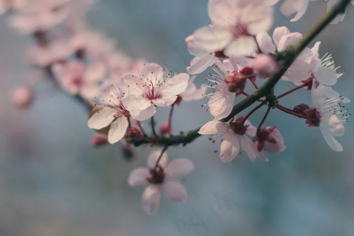 科，鲜花，樱桃，春天
