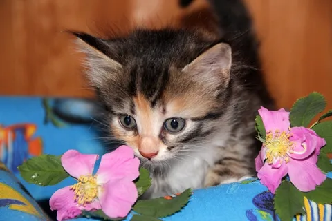 猫,小猫,宠物,动物,可爱,猫的人,特写 猫,小猫,宠物,动物,可爱,猫的人,特写