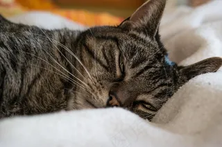 猫，灰色，满意，动物肖像，家猫