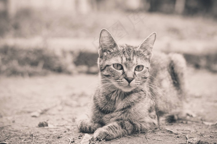 猫，动物，情感