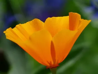 Eschscholzia Californica，罂粟，开花，盛开，植物