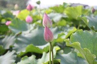 莲花芽，芽，莲花，花，性质，盛开