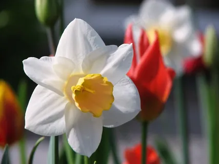 花,水仙,春,白,Osterglocken,郁金香 花,水仙,春,白,Osterglocken,郁金香