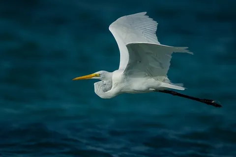 自然,动物,鸟,野生动物,鹭,白鹭,飞行 自然,动物,鸟,野生动物,鹭,白鹭,飞行