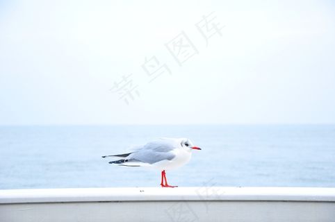 living,海鸥,鸟类,小狗,飞机,海鸟海洋动物