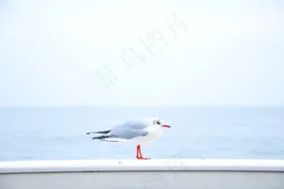 living,海鸥,鸟类,小狗,飞机,海鸟海洋动物