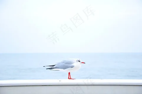 living,海鸥,鸟类,小狗,飞机,海鸟海洋动物 living,海鸥,鸟类,小狗,飞机,海鸟海洋动物