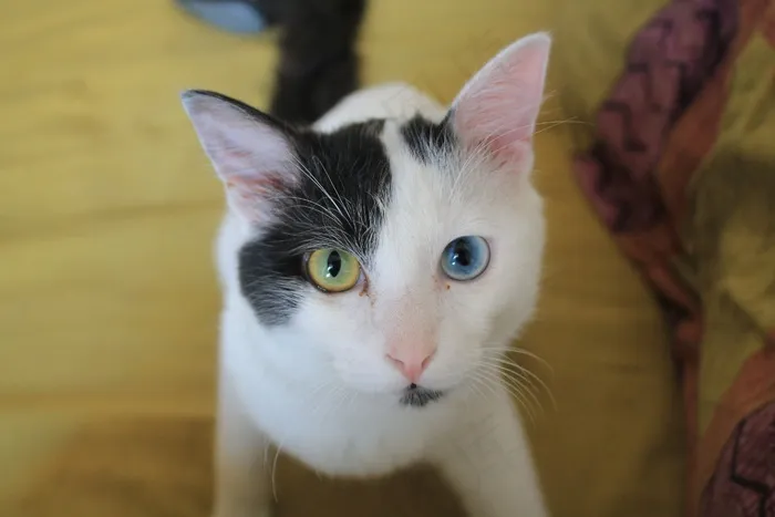奇怪的眼睛，猫，黑色，白色，眼睛，可爱