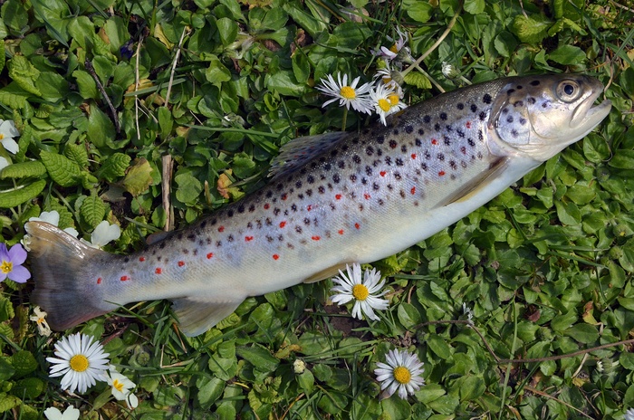 大自然，保加利亚，河流，Stara Planina，鳟鱼，鱼