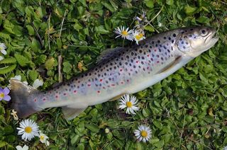 大自然，保加利亚，河流，Stara Planina，鳟鱼，鱼