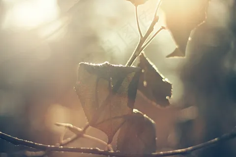 叶子，秋，秋天，季节性，枯萎，干，棕色