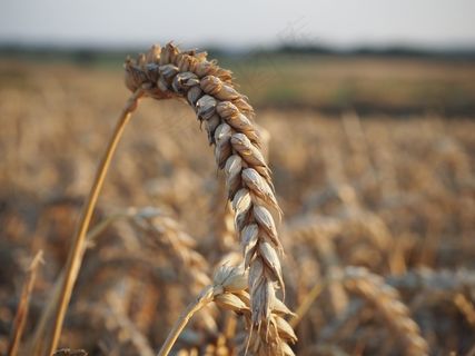 小麦，斧头，马克