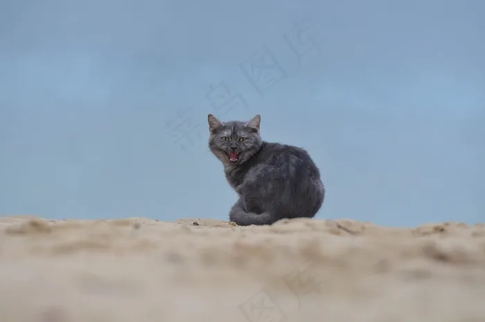 猫，海滩，年轻的猫