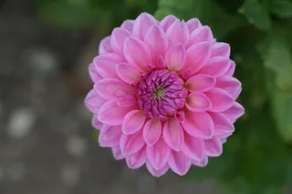 达利，花，粉色，绿色