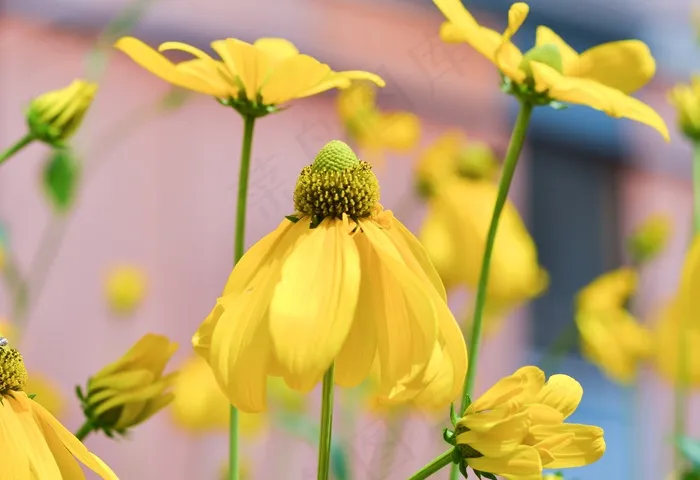 黑心菊,齿叶金光菊,金光菊,金鸡菊,花卉,大自然鲜花夏天花园