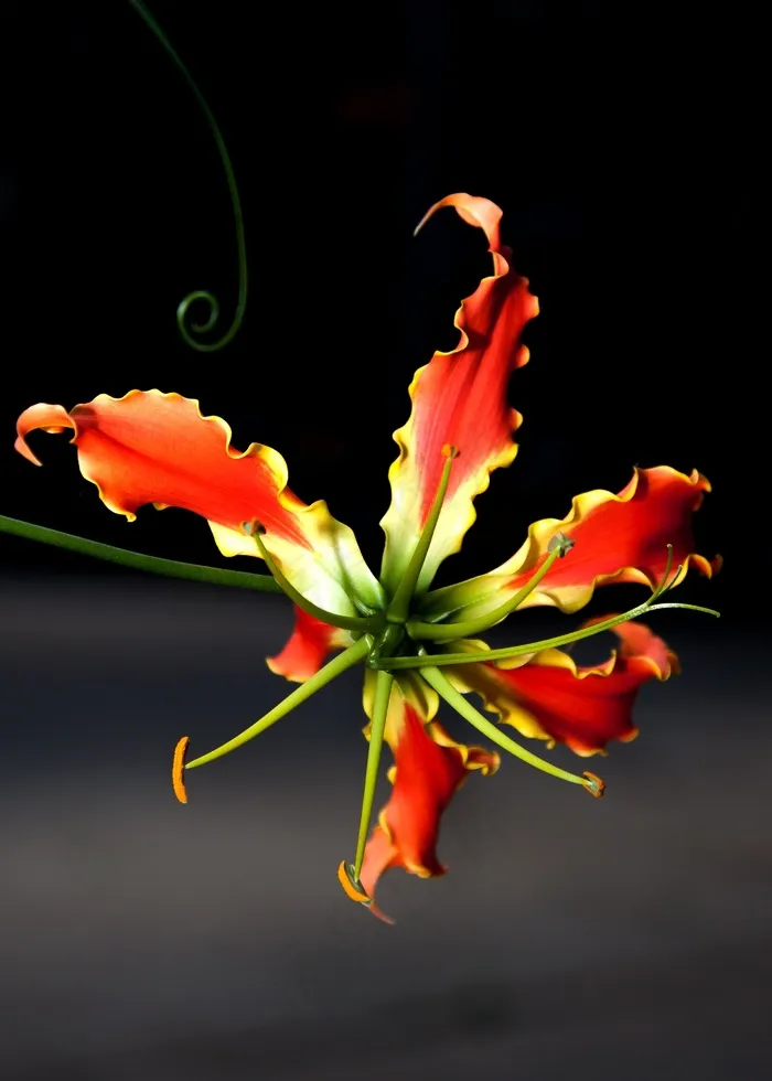 Gloriosa，花，登山者，植物，Gloriosa速霸
