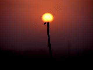 太阳，阴霾，花，天空