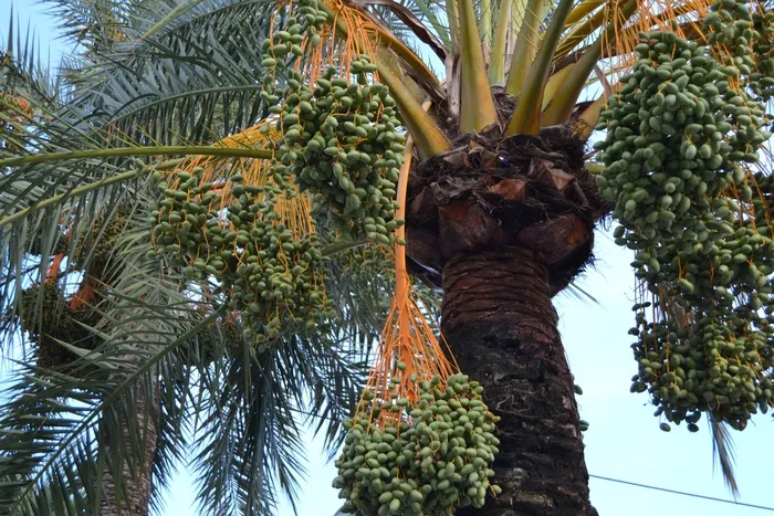 棕榈，水果，植物，日期，水果，性质，树