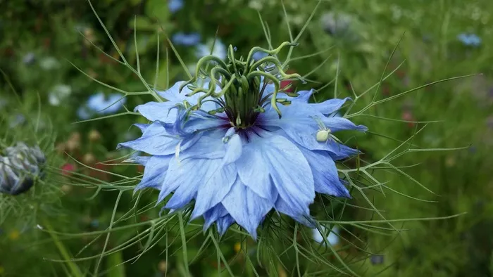大马士革Nigella，花，花园，绿色，蓝色，植物