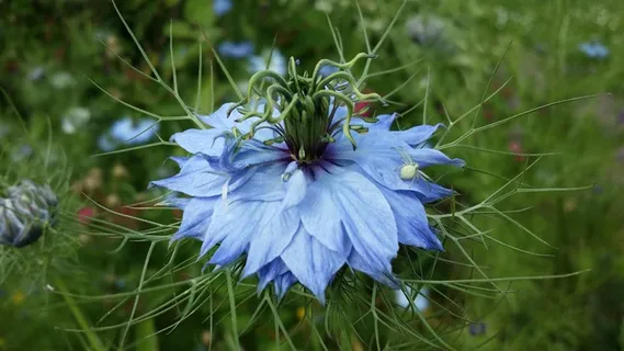 大马士革Nigella，花，花园，绿色，蓝色，植物